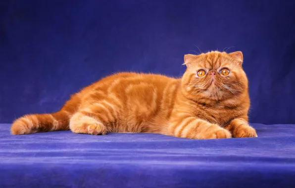 Cat, cat, look, face, pose, kitty, legs, red