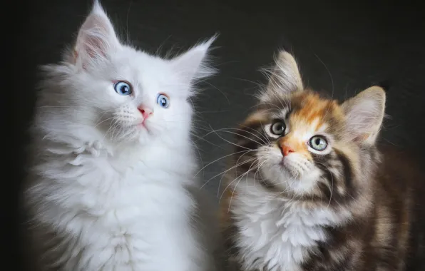 Cats, kittens, fluffy, two, Maine coons