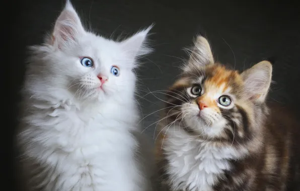 Picture cat, fluffy, kitty, two, Maine coons