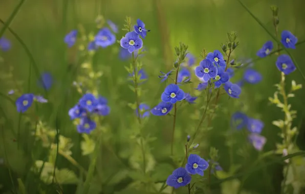 Greens, summer, flowers, background, Veronica, spring, flowers, field