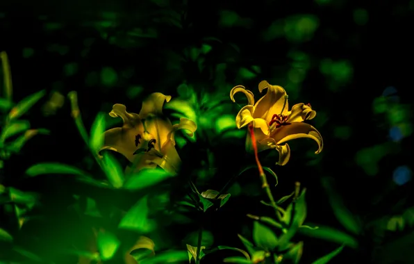 Greens, light, the dark background, Lily, yellow, bokeh, the daylilies