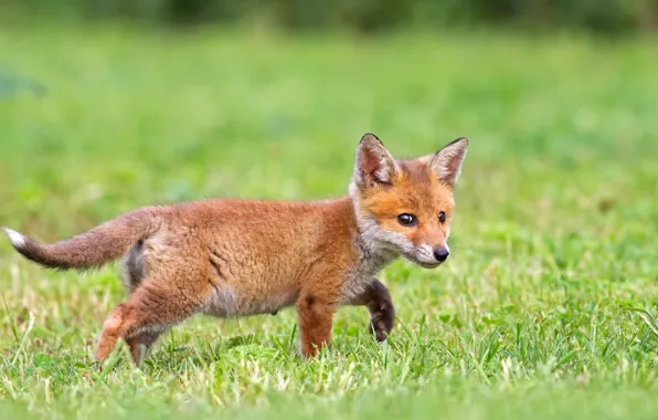 Picture grass, Fox, Fox, Fox