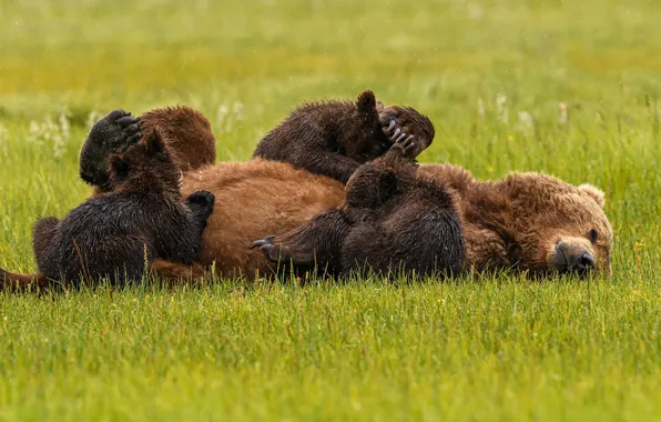 Grass, pose, baby, bear, lies, bear, bear, breastfeeding