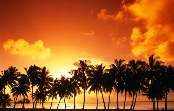Clouds, sunset, Palm trees
