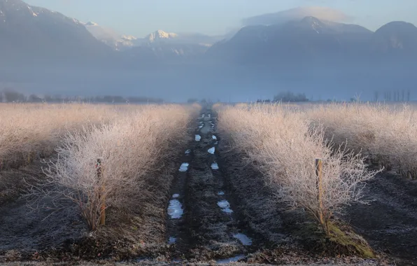 Picture field, the bushes, fog