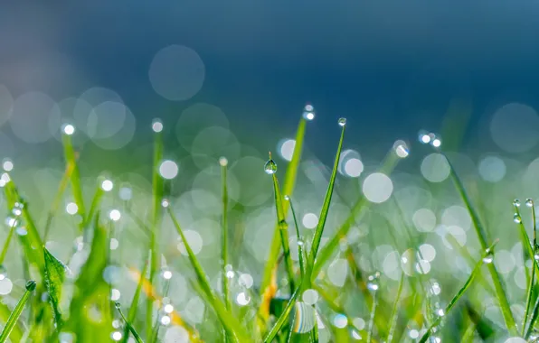 Greens, grass, the sun, drops, nature, Rosa, glare, background