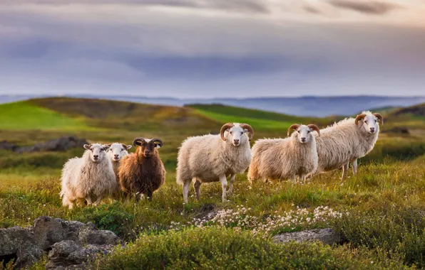 Nature, horns, Iceland, icelandic sheep