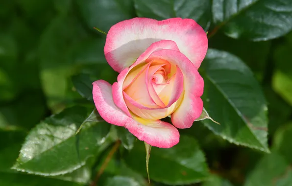 Macro, Pink rose, Pink rose