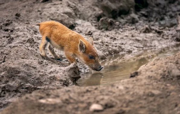 Picture nature, pig, pig