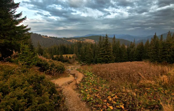 Forest, grass, trees, mountains, clouds, glade, Ukraine, Vorokhta