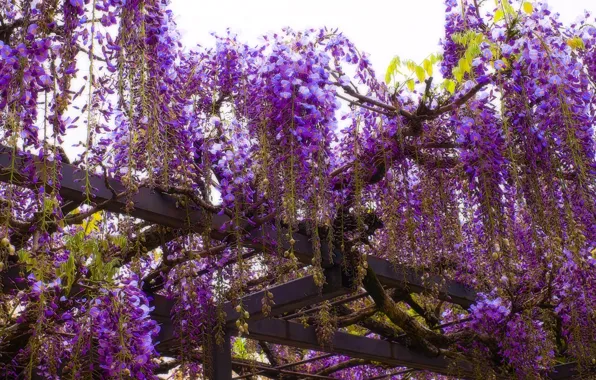 Flowers, blur, spring, Asia, flowering, lilac, bokeh, Wisteria