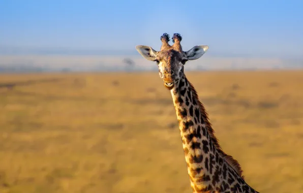 Landscape, nature, giraffe, Africa, neck
