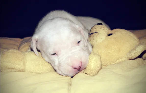 Puppy, sleeping puppy, white angel, kennel Fortuna Niks, with a bear, the Dogo Argentino