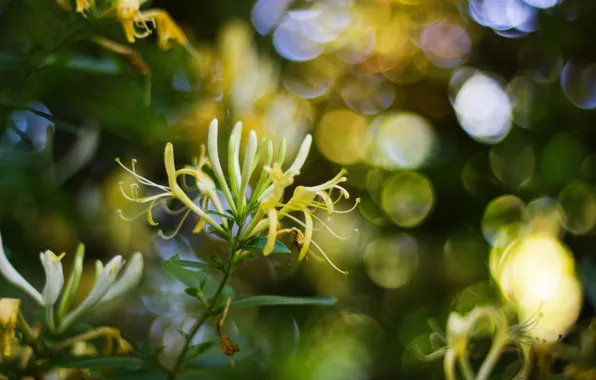 Flowers, branches, yellow, honeysuckle