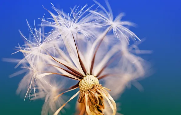 Picture the sky, dandelion, seeds, fluff