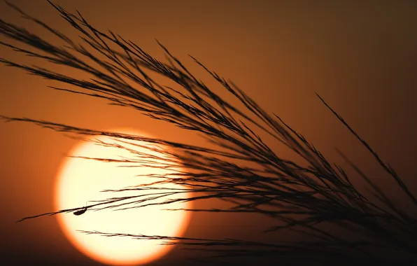 Picture the sun, sunset, nature, plant