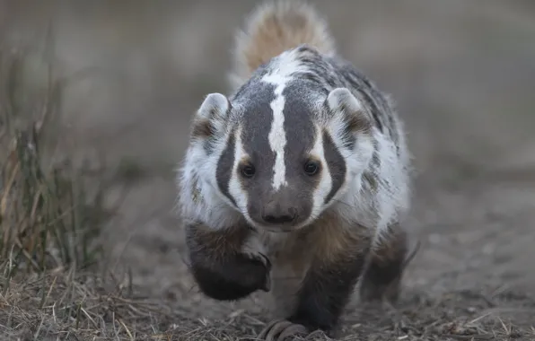 Grass, look, face, nature, walk, sneaks, badger, American badger