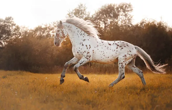 Picture White, animal, horse, spotted, scaled, Canva