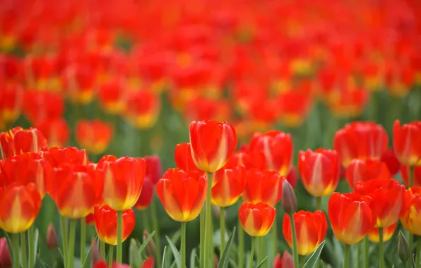 Picture field, flowers, spring, tulips, red