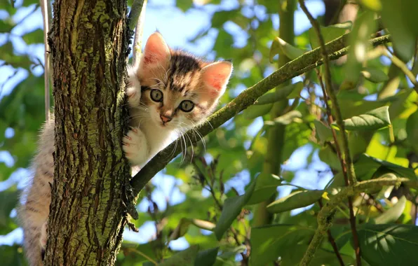 Picture leaves, tree, branch, Kitty