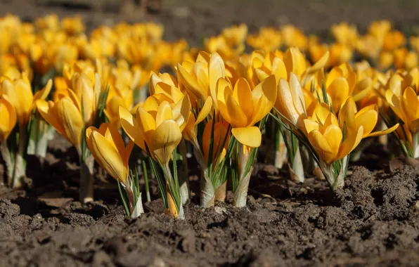 Picture flowers, yellow, nature, spring, crocuses, flowering