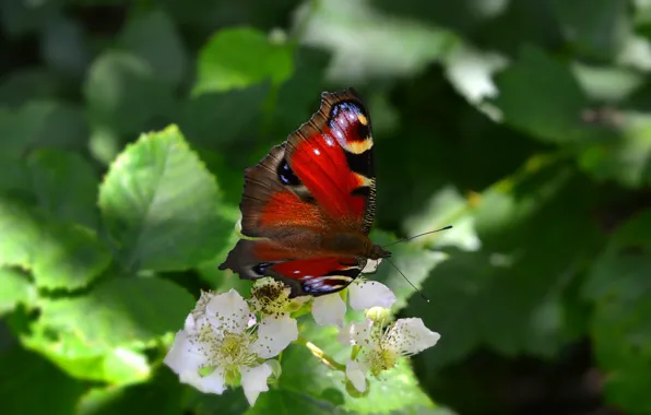 Picture Macro, Flowers, Butterfly, Flowers, Macro, Butterfy