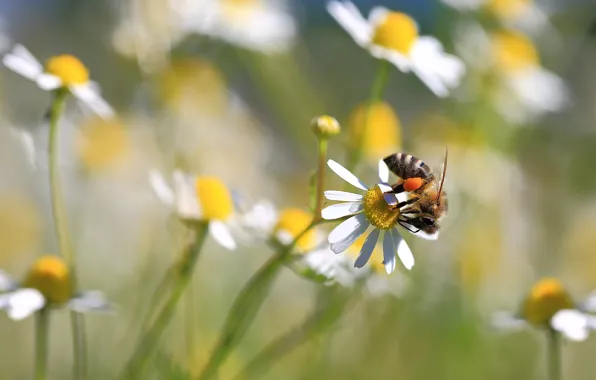 Macro, flowers, pose, bee, chamomile, blur, spring, meadow