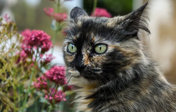 Muzzle, sniffing, spotted cat