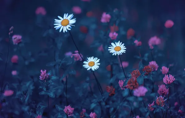 FIELD, MACRO, CHAMOMILE