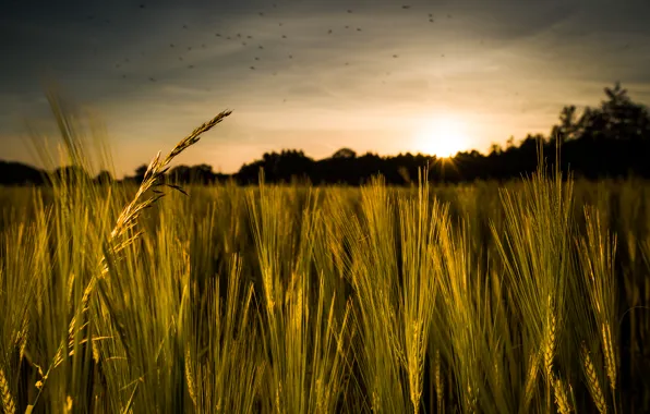 Picture field, grass, sunset, birds, rye, spikelets, cereals