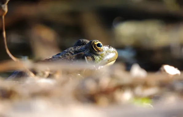 Water, pond, fishing