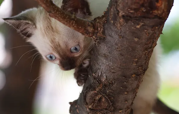 Tree, baby, kitty, on the tree, Siamese cat