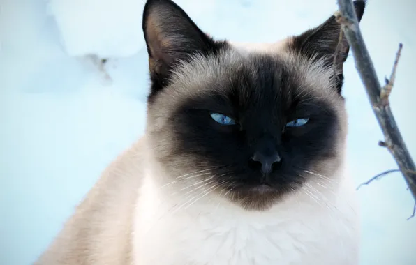 Winter, cat, look, snow, Siamese