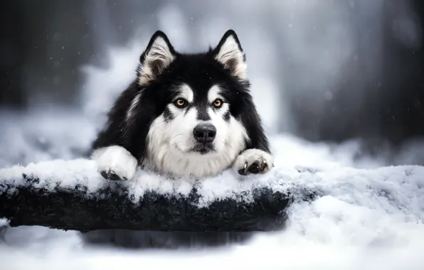 Winter, look, face, snow, dog, log