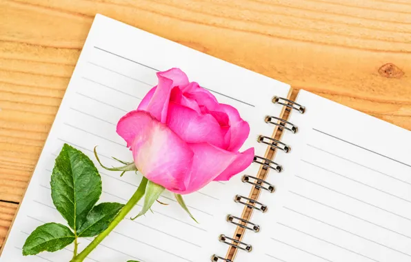 Close-up, table, background, rose, leaves, notebook