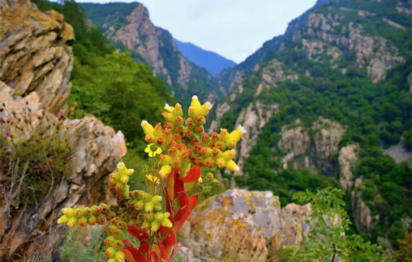 Mountains, Flowers, Flowers, Mountains