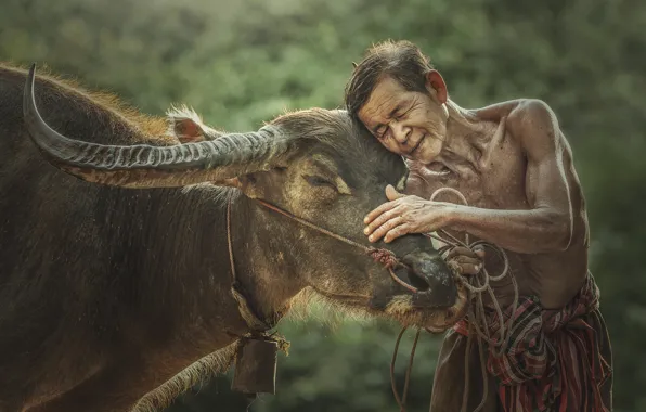 Picture people, cow, Vietnam, bull, farmer, Buffalo