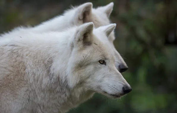 White, face, wolf, portrait, pair, wolves, profile, two