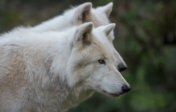 Picture white, face, wolf, portrait, pair, wolves, profile, two