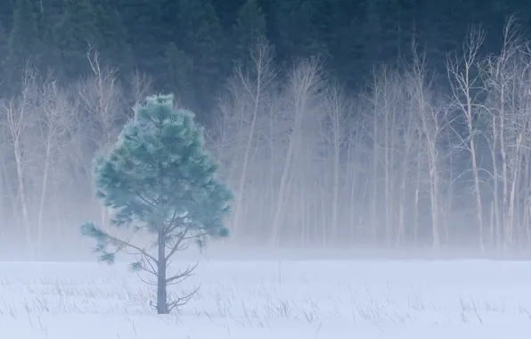 Winter, forest, snow, trees, fog, glade, CA, USA