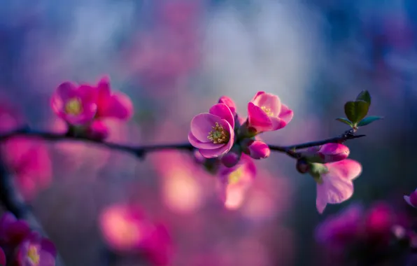 Picture leaves, flowers, pink, branch, Bud, bokeh