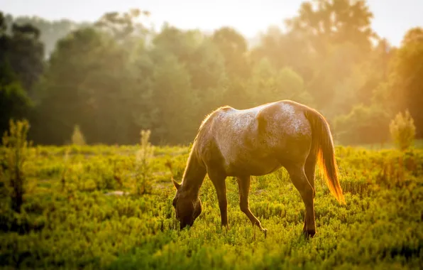Picture field, nature, horse