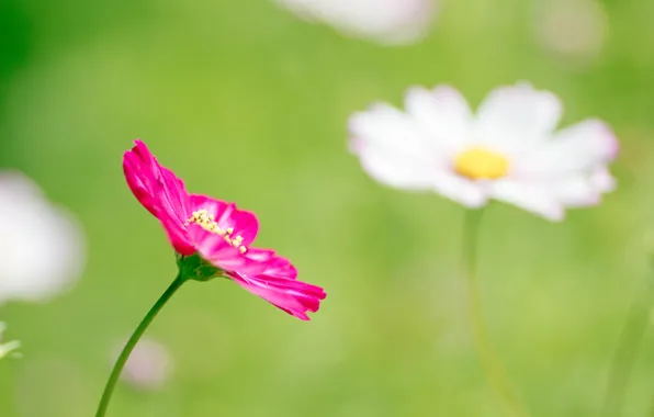 Picture greens, flower, macro, pink, glade, spring, petals, blur, kosmeya