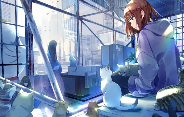Cats, in the room, the view from the window, window, cabinets, hoodies, three girls