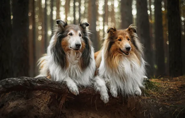 Picture forest, animals, dogs, nature, pair, snag, collie, Elena Sokolova