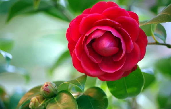 Leaves, background, red, buds, Camellia
