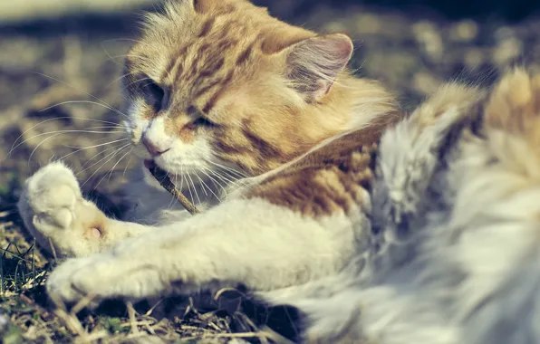 Cat, stay, cat