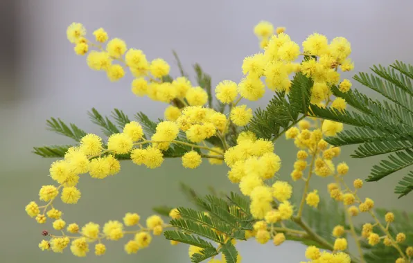 Branch, bokeh, Mimosa