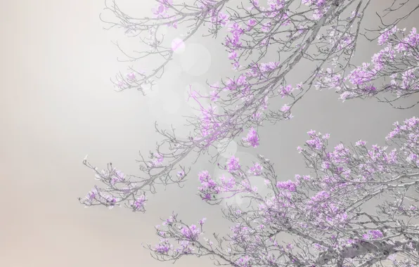 Light, flowers, branches, treatment, spring, lilac, Magnolia