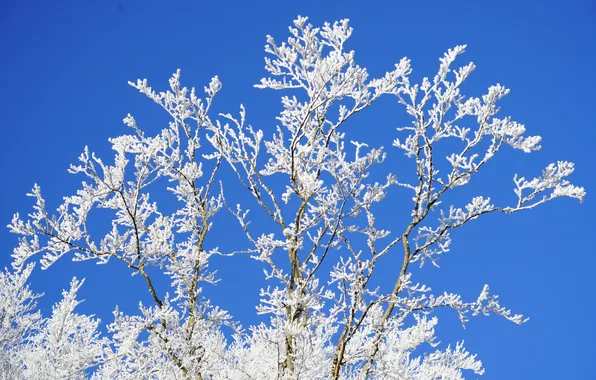 Picture winter, frost, the sky, snow, trees, nature, branch, frost